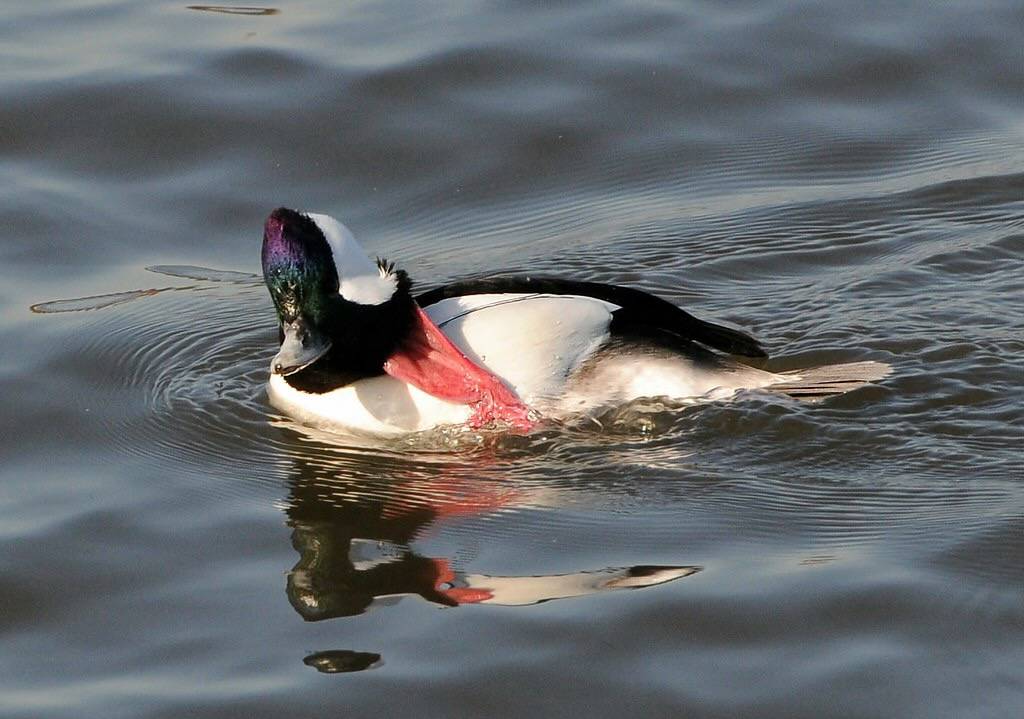 Bufflehead Duck ,Close Up by keyimages-photography is licensed under CC BY-SA 2.0